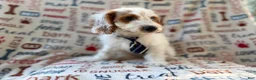 Cockapoo dogs for sale: Tony - Ad 4