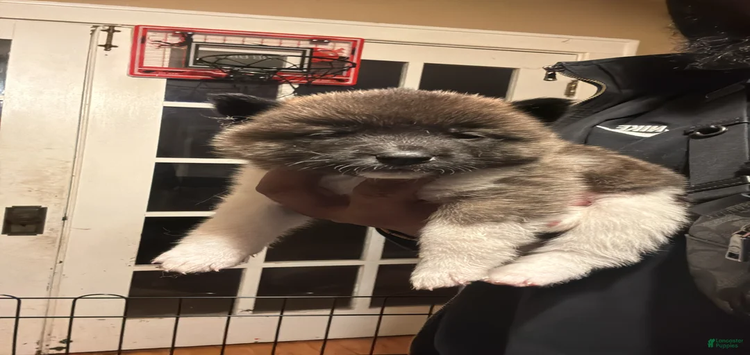 Gallery Image {{count}}