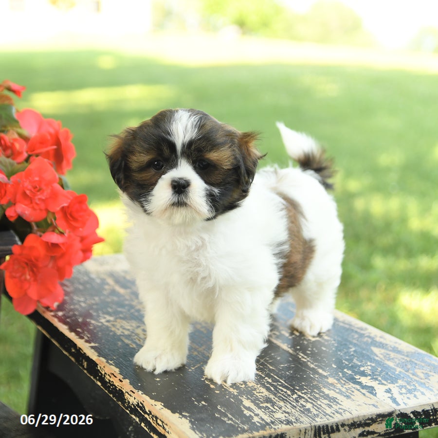 Shih Tzu dogs Lucy - Ad 1