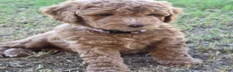 Mini Goldendoodle dogs for sale: Grace (27 - 33 pounds) - Ad 5