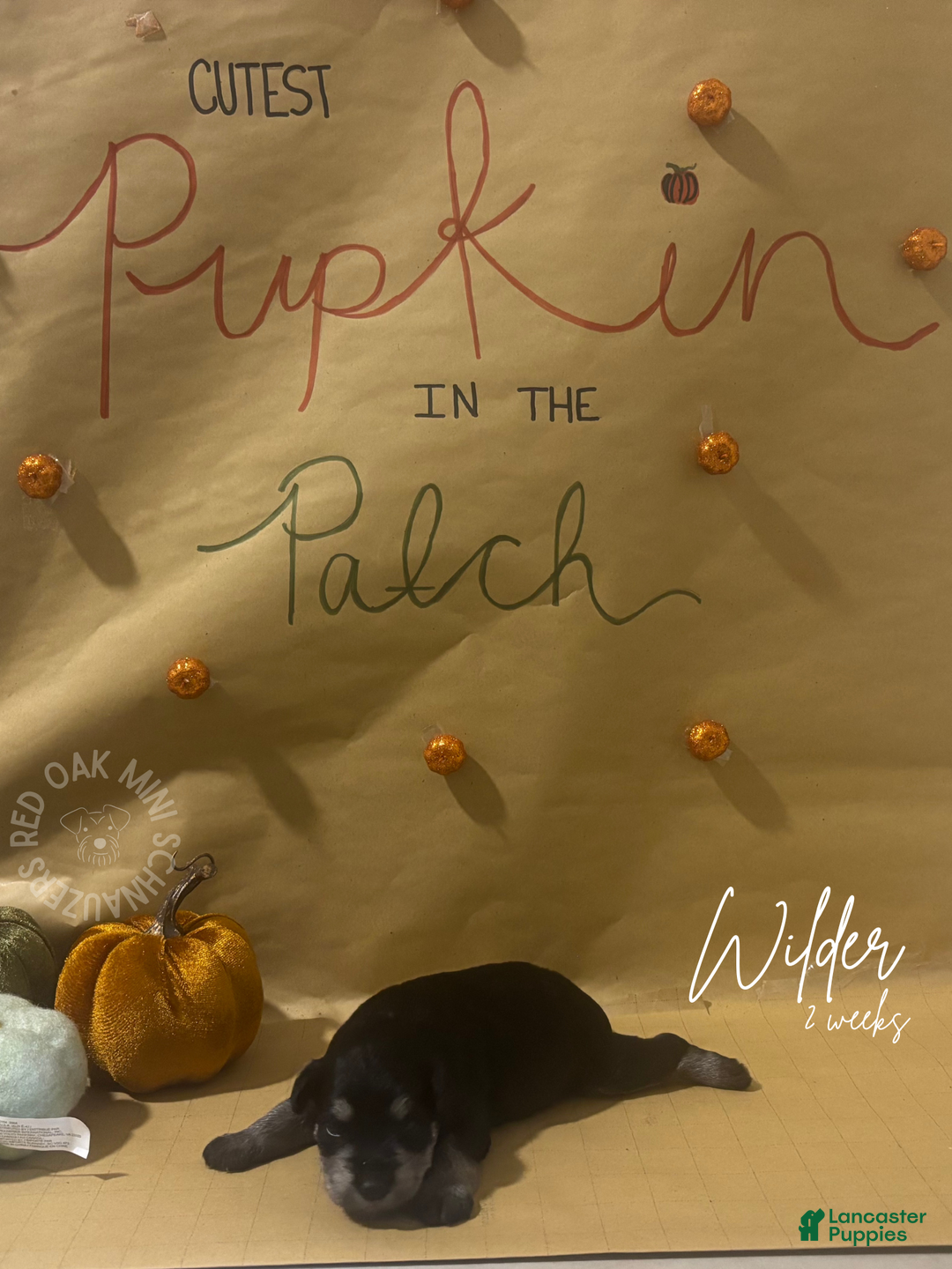 Miniature Schnauzer dogs for sale: Miniature Schnauzer Puppy 4 - Ad 3