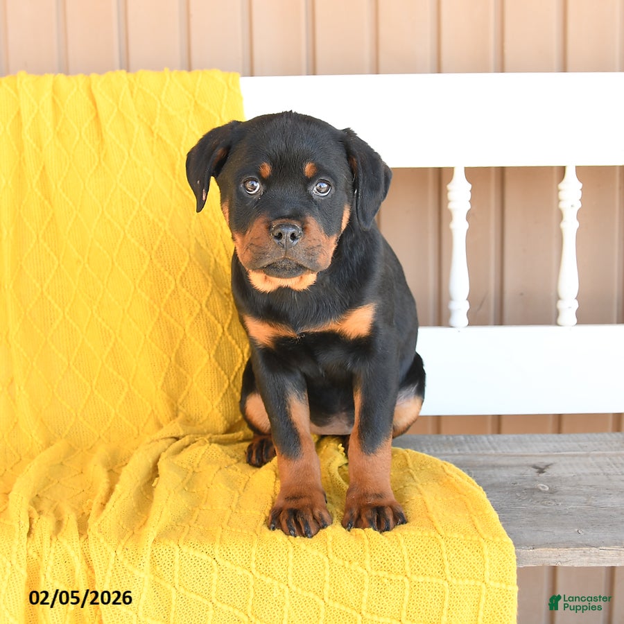 Rottweiler dogs Sundance - Ad 2
