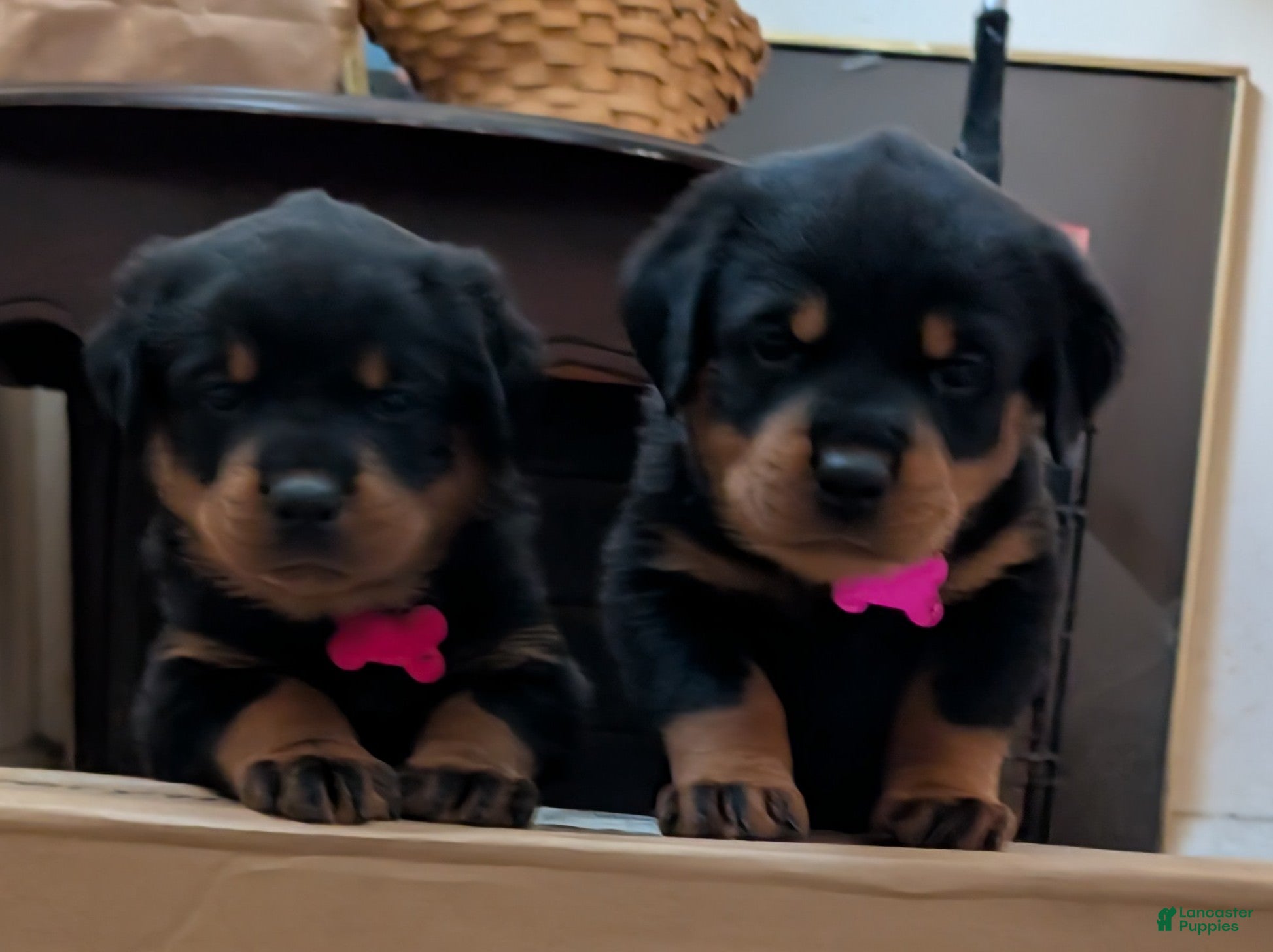 Rottweiler dogs Rottweiler Puppy 2 - Ad 1