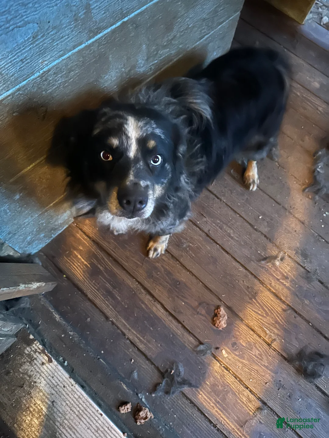 Miniature Australian Shepherd dogs for sale: Spot - Ad 12