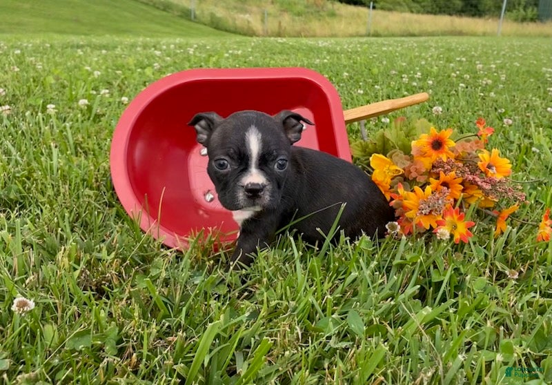 Boston Terrier dogs Rose - Ad 1
