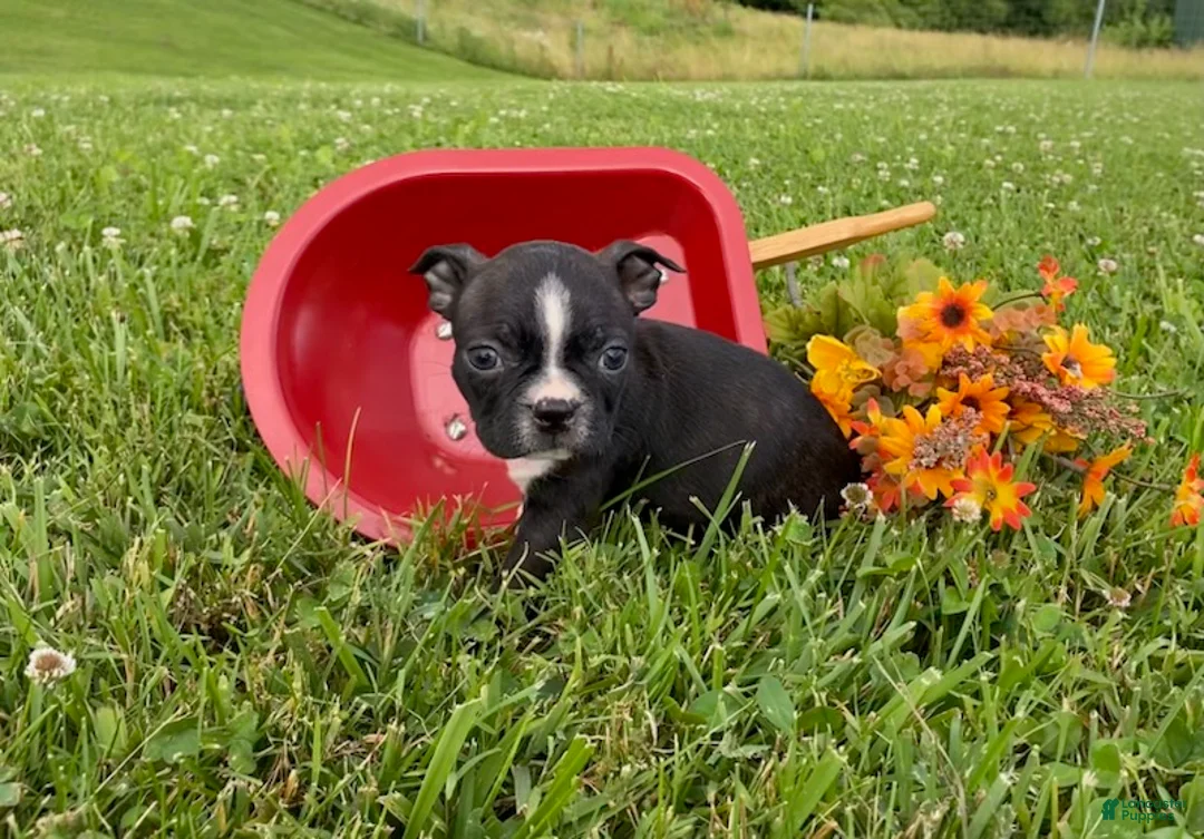 Boston Terrier dogs for sale: Rose - Ad 1