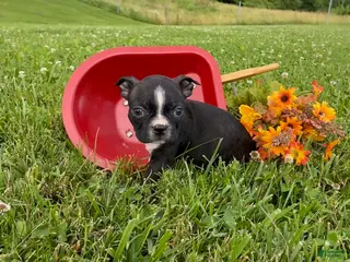 Boston Terrier dogs for sale: Rose - Ad 4