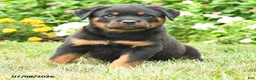 Rottweiler dogs for sale: Knox - Ad 2