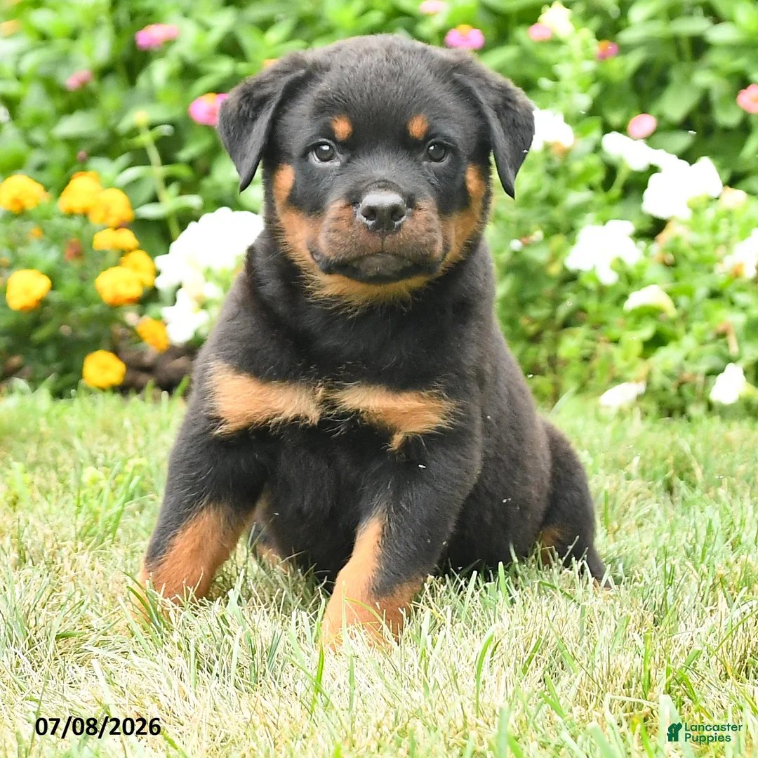 Rottweiler dogs for sale: Knox - Ad 2