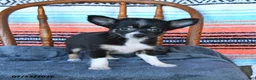 Chihuahua dogs for sale: Sully - Ad 1
