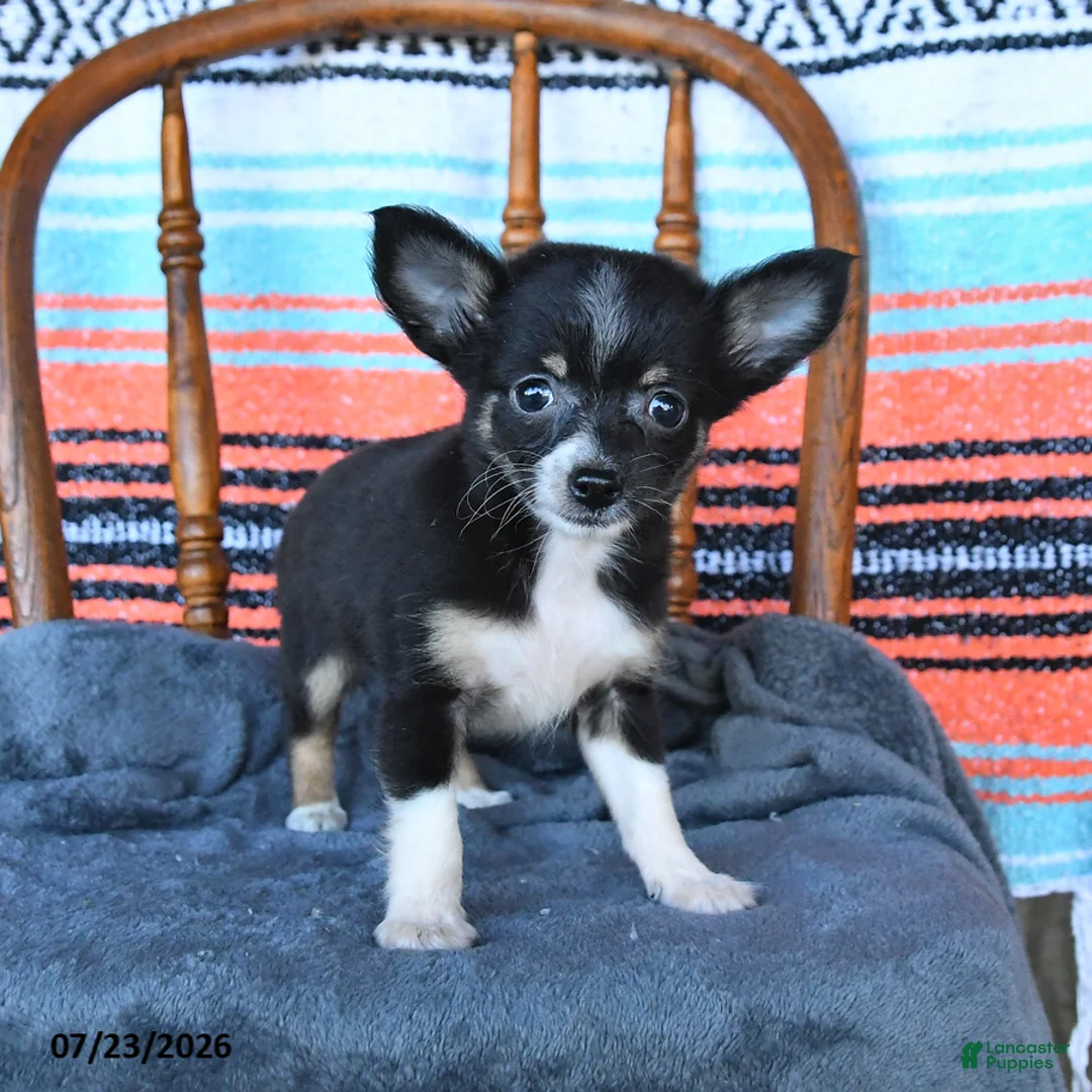 Chihuahua dogs for sale: Sully - Ad 1