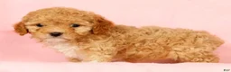 Cavapoo dogs for sale: Honey - Ad 7