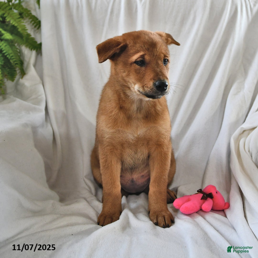 Mixed Breed dogs for sale: Tootsie - Ad 12