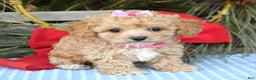 Maltipoo dogs for sale: Riley - Ad 6