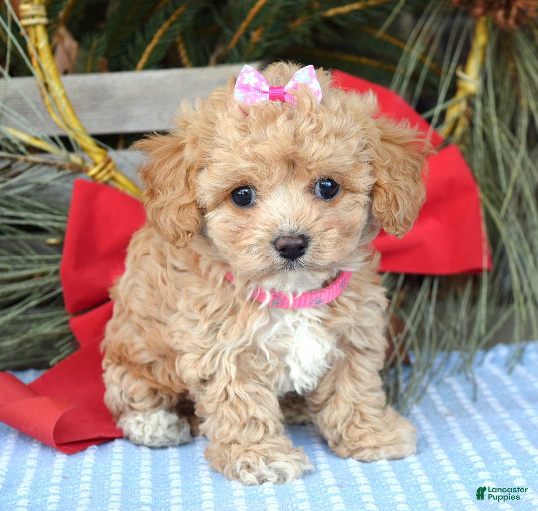 Maltipoo dogs for sale: Riley - Ad 6