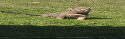 American Bully dogs for sale: American Bully 1 - Ad 2