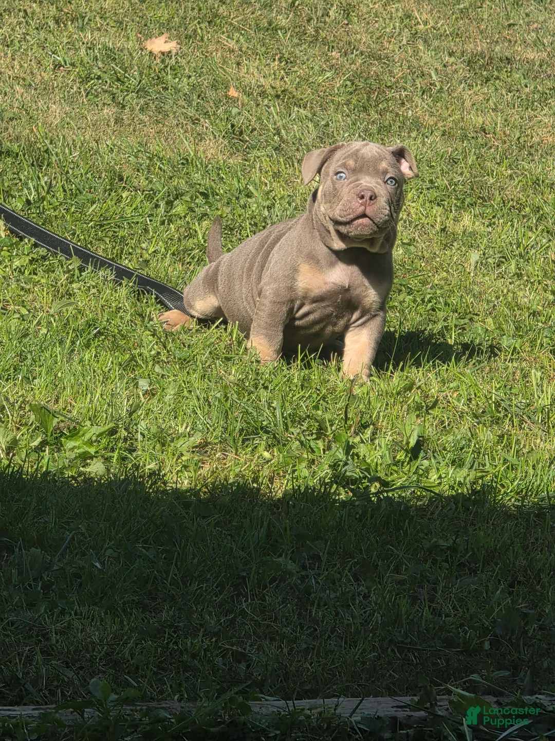 American Bully dogs for sale: American Bully 1 - Ad 2