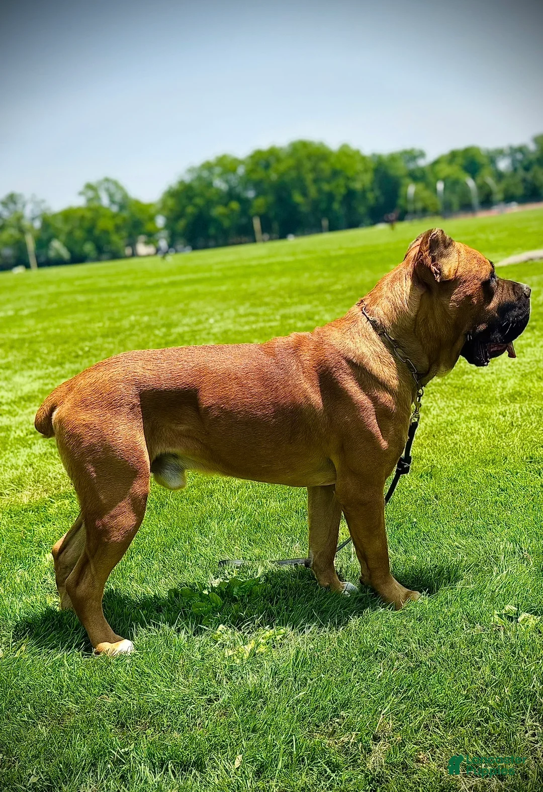 Cane Corso dogs for sale: Davina - Ad 12