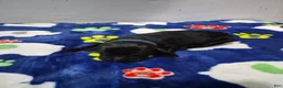 Goldador dogs for sale: Koda - Ad 2