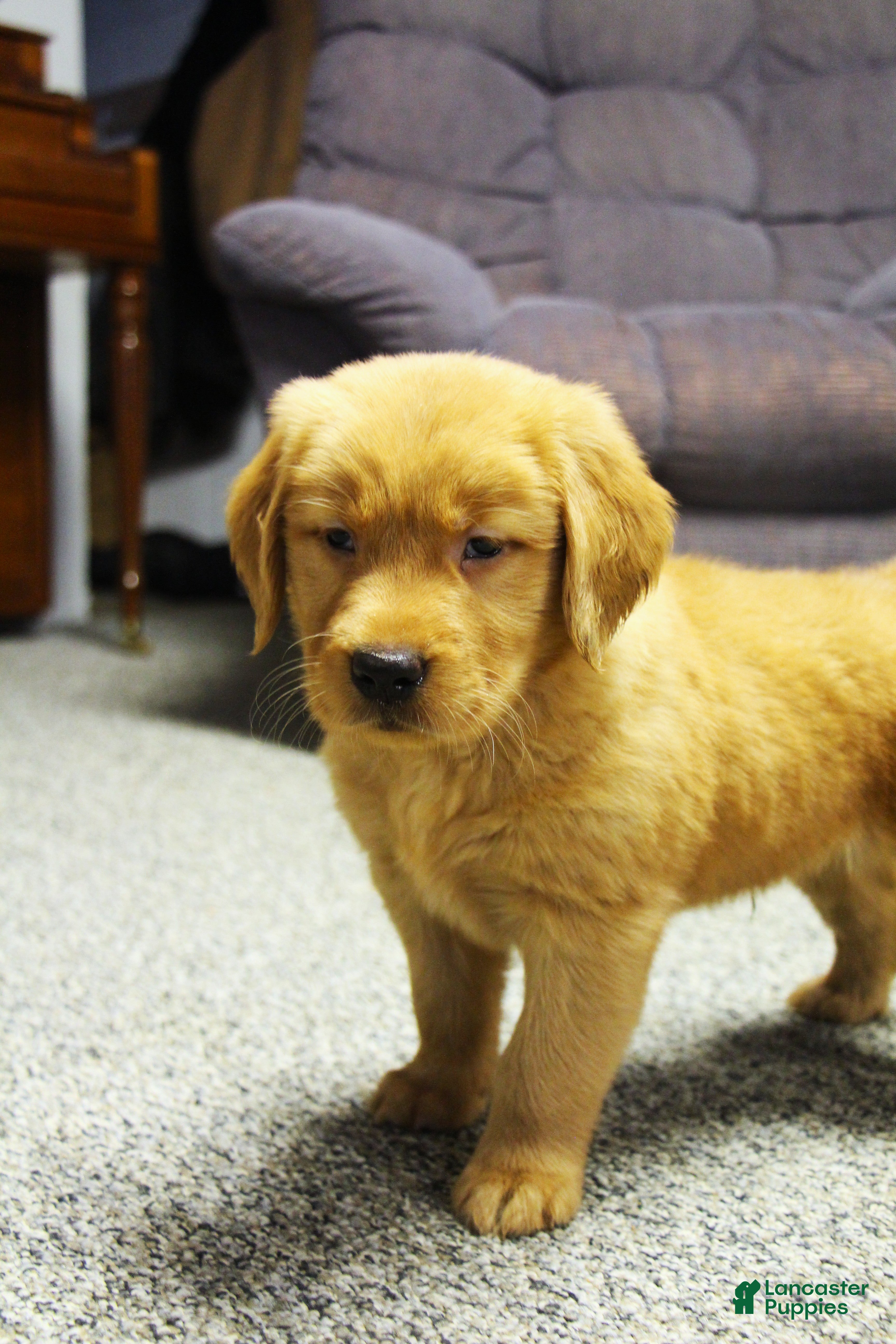 Golden Retriever dogs Rook - Ad 42