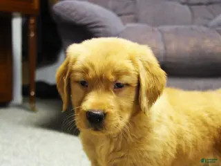 Golden Retriever dogs Rook - Ad 42