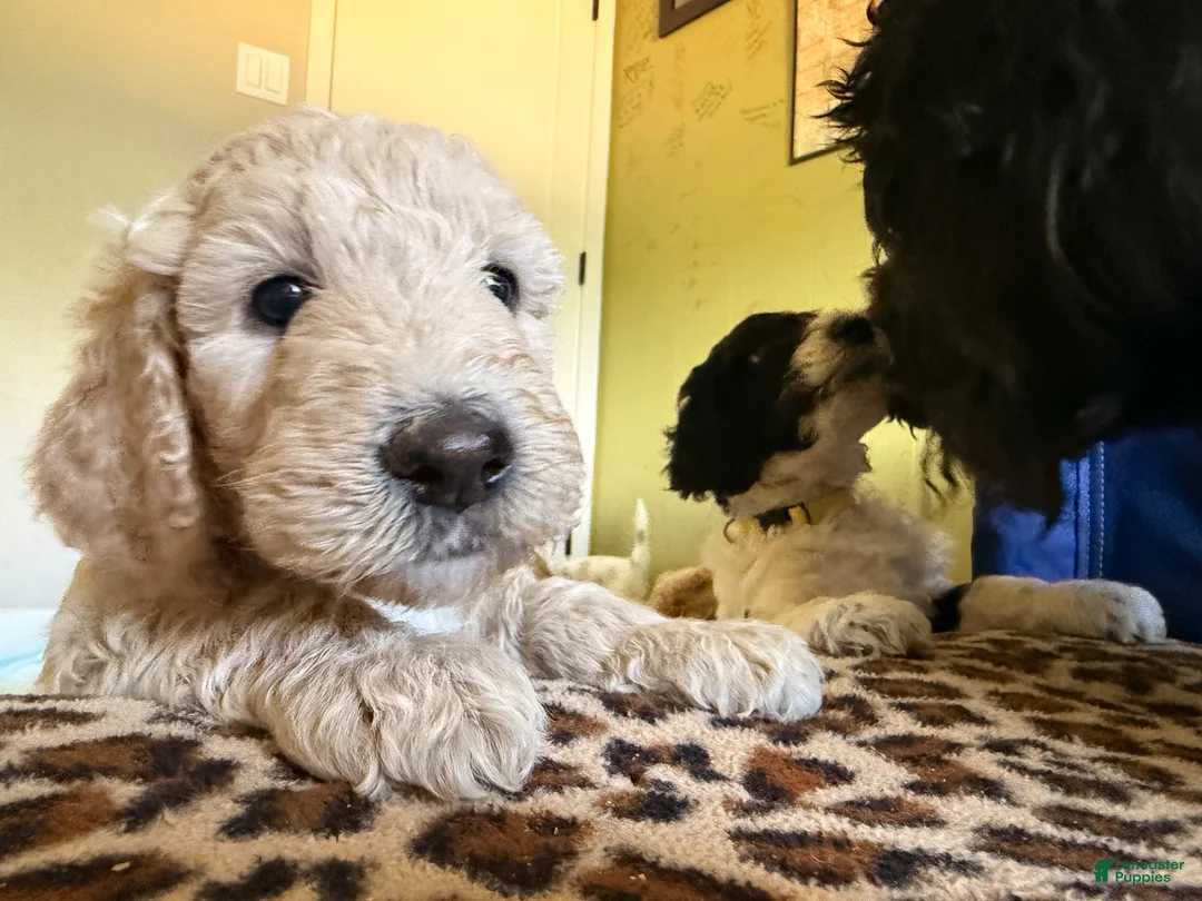 Goldendoodle dogs for sale: Goldie  - Ad 10