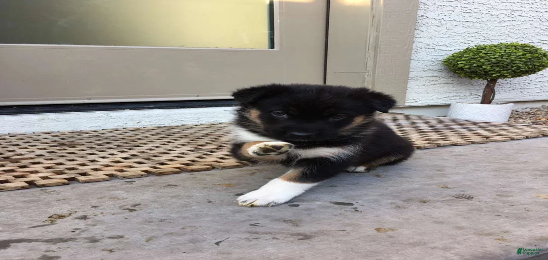 Gallery Image {{count}}