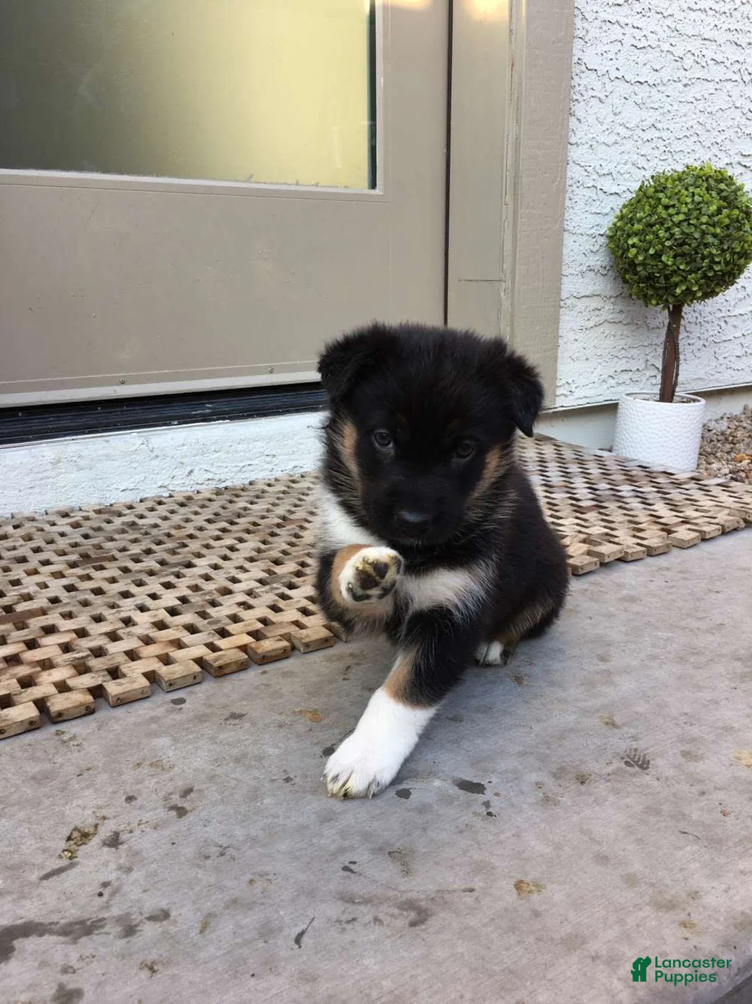 Gallery Image {{count}}