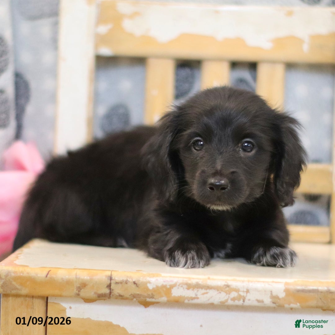 Miniature Dachshund dogs for sale: Pearl - Ad 3