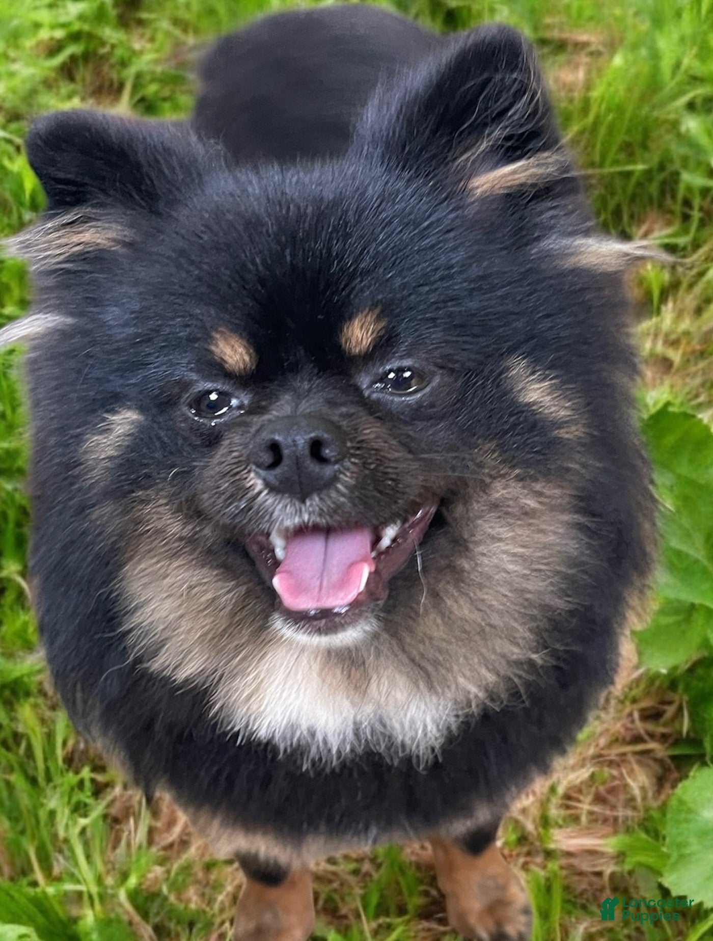 Pomeranian dogs STUD SERVICES - Ad 3