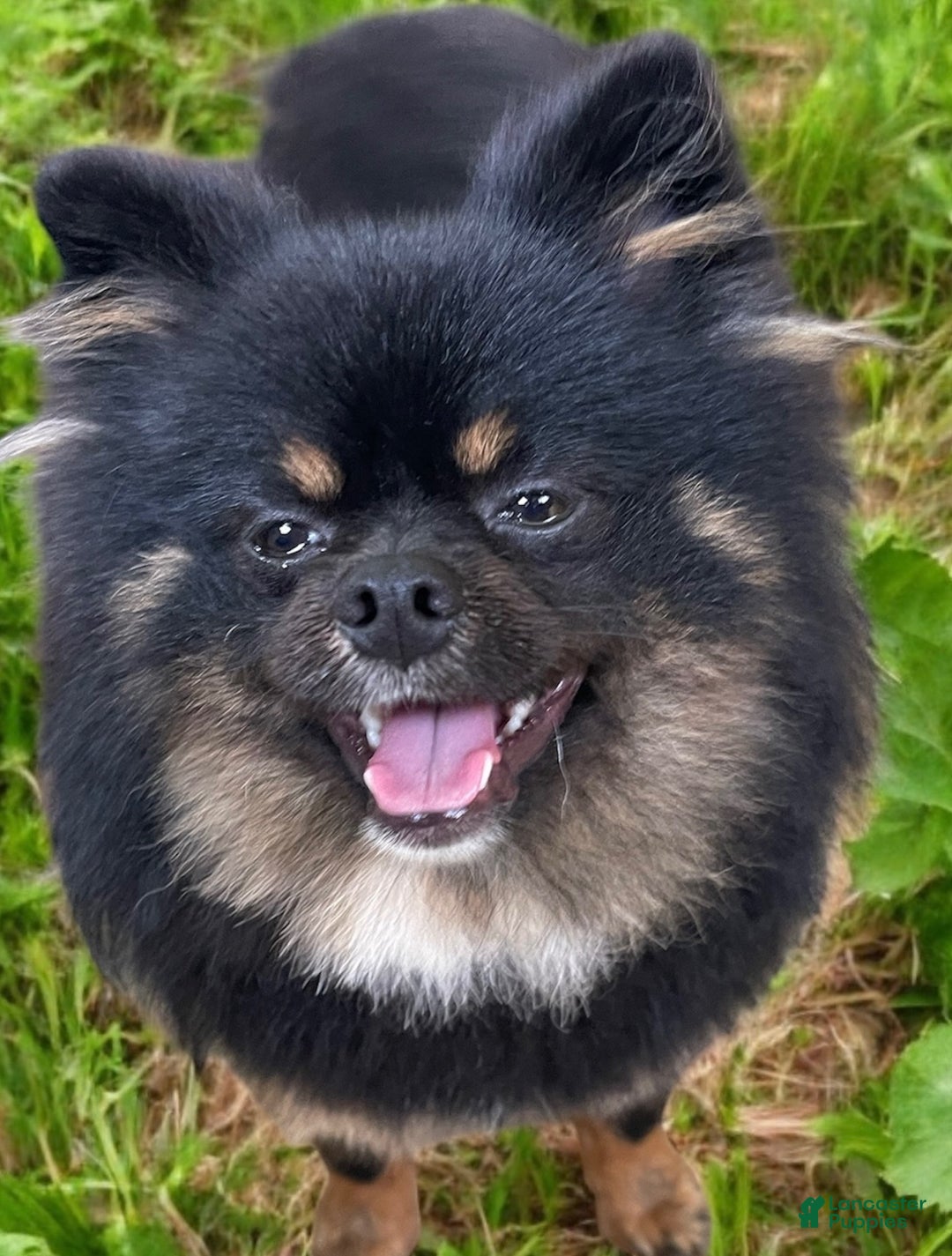 Pomeranian dogs for stud: STUD SERVICES - Ad 1