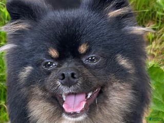 Pomeranian dogs STUD SERVICES - Ad 3