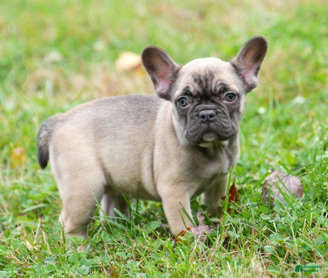 French Bulldog dogs for sale: Cassie - Ad 1