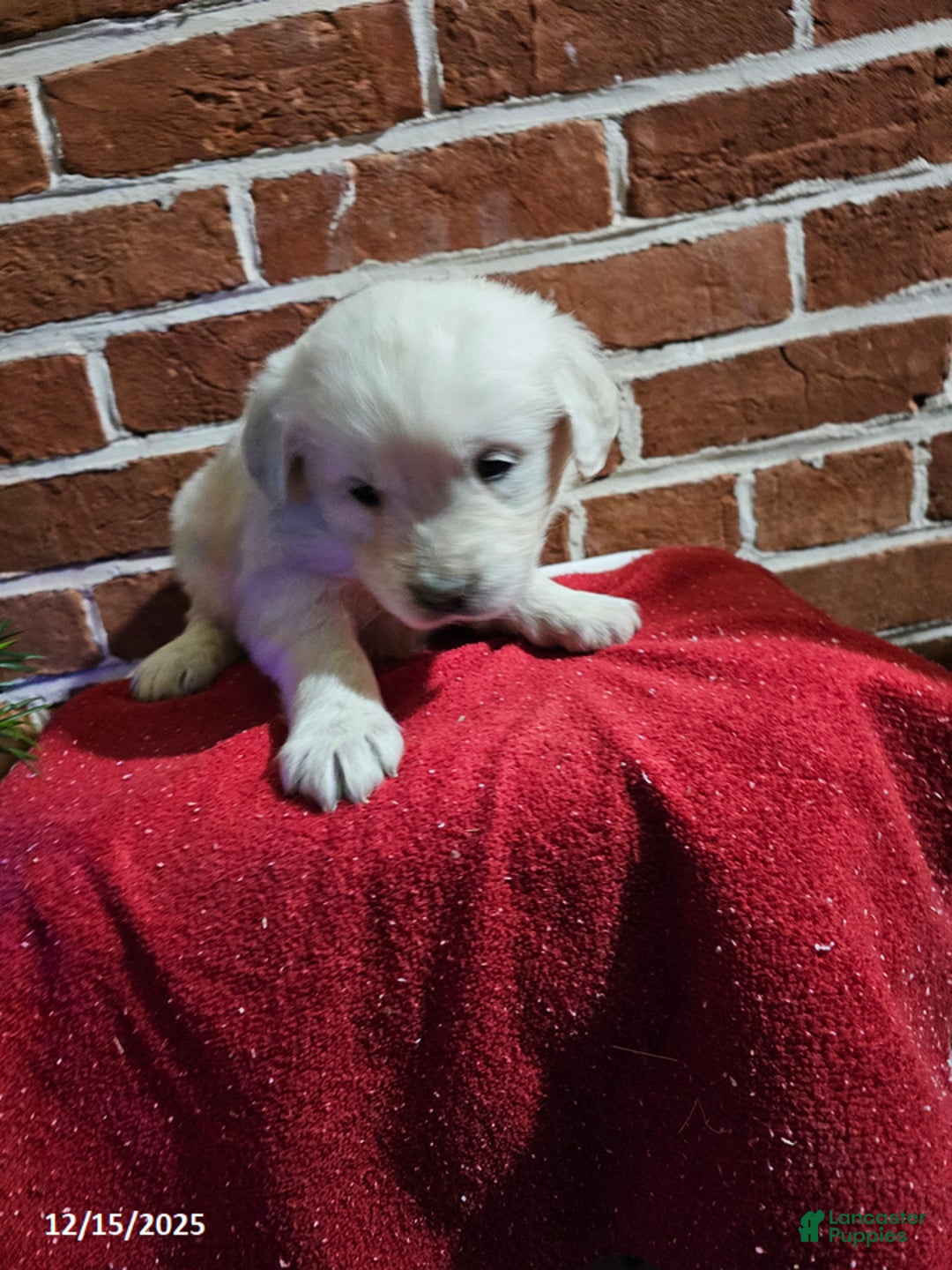 Golden Retriever dogs for sale: Kendall - Ad 2