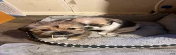 Shorkie dogs for sale: Shorkie Puppy 1  - Ad 7