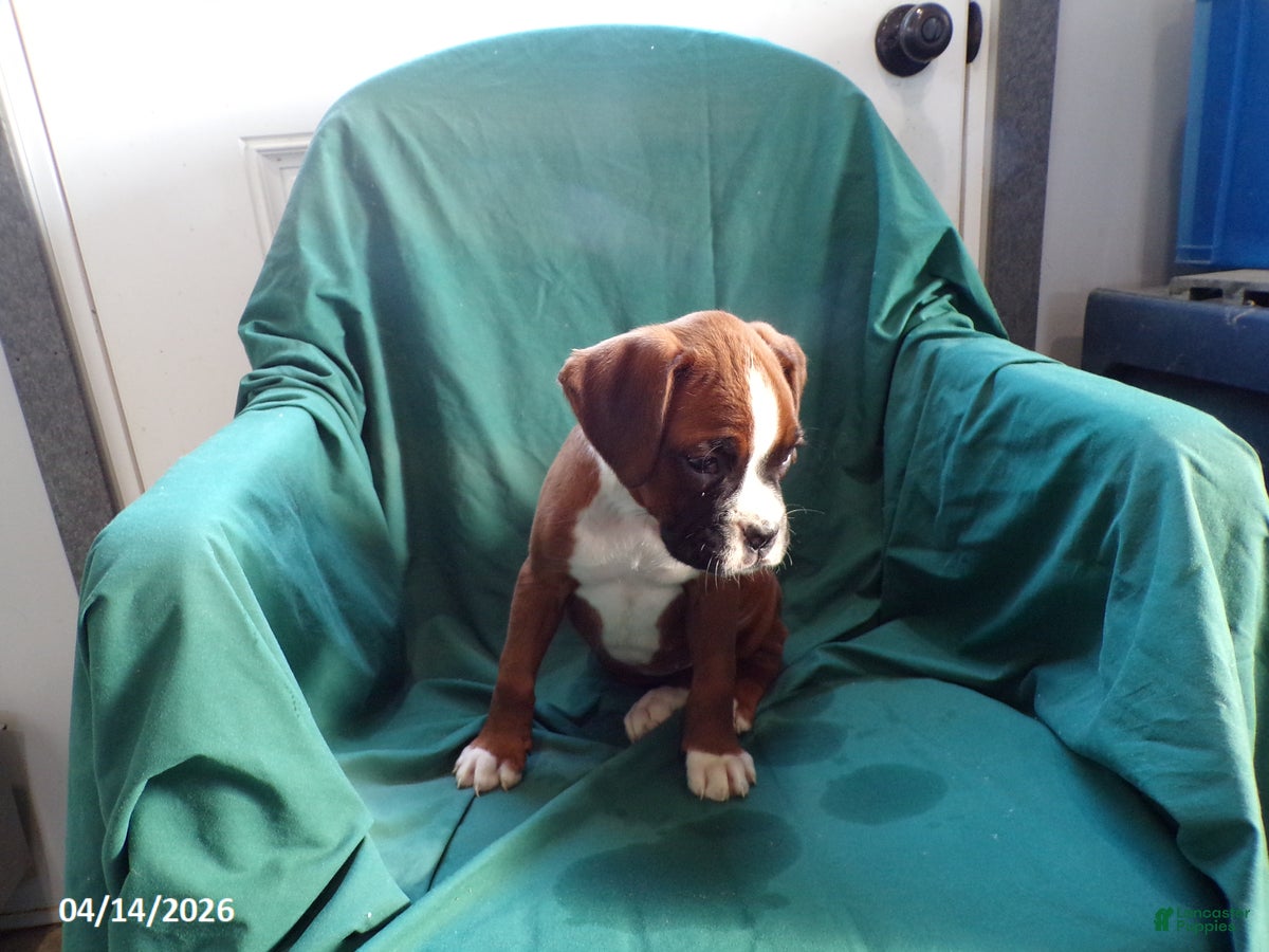 Boxer dogs Cloe - Ad 2