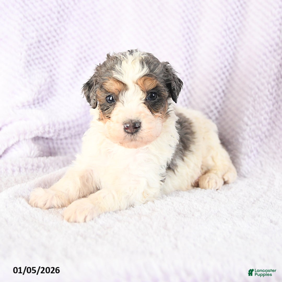 Mini Bernedoodle dogs for sale: Vincent - Ad 4