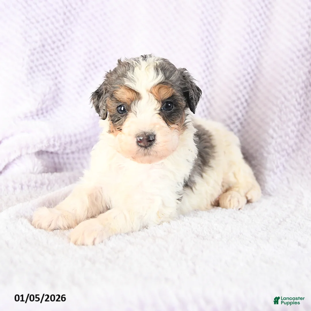 Mini Bernedoodle dogs for sale: Vincent - Ad 14