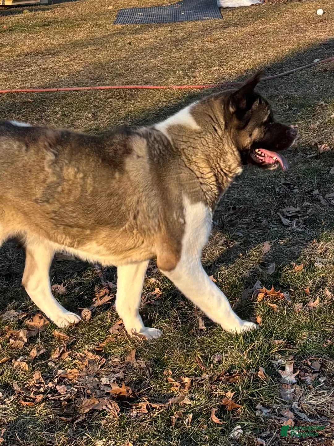 Akita dogs for sale: Mocha - Ad 2