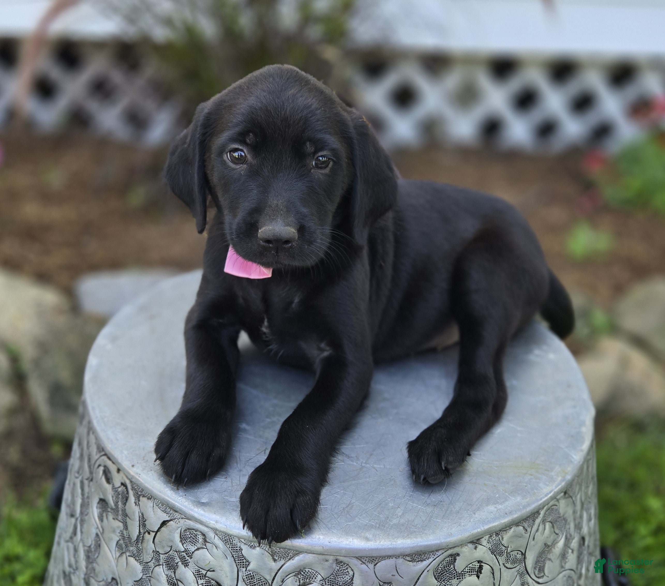 Mixed Breed dogs Bella - Ad 1