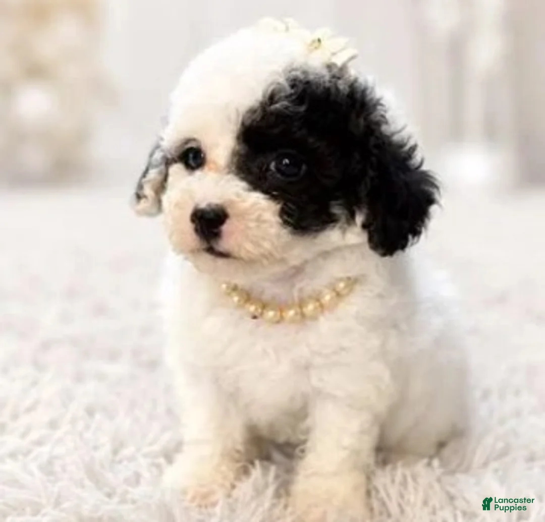 Toy Poodle dogs for sale: Toy Poodle 1 - Ad 2