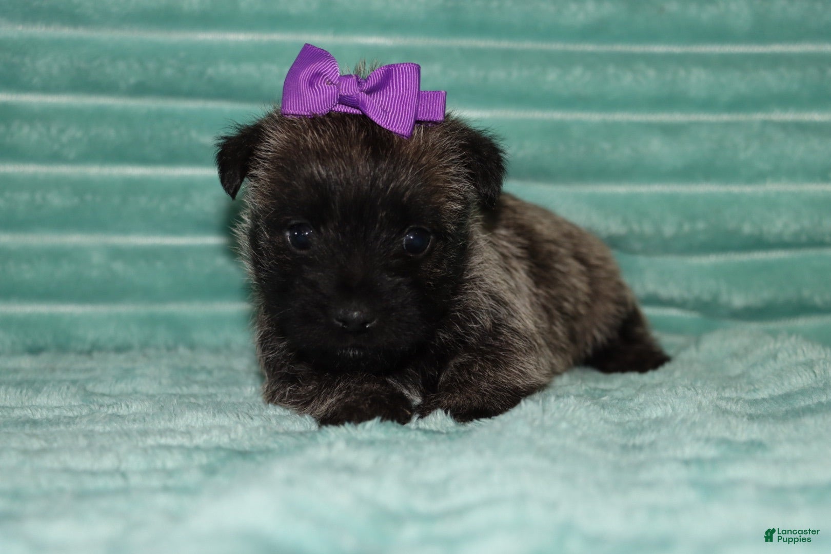 Cairn Terrier dogs Camila - Ad 2