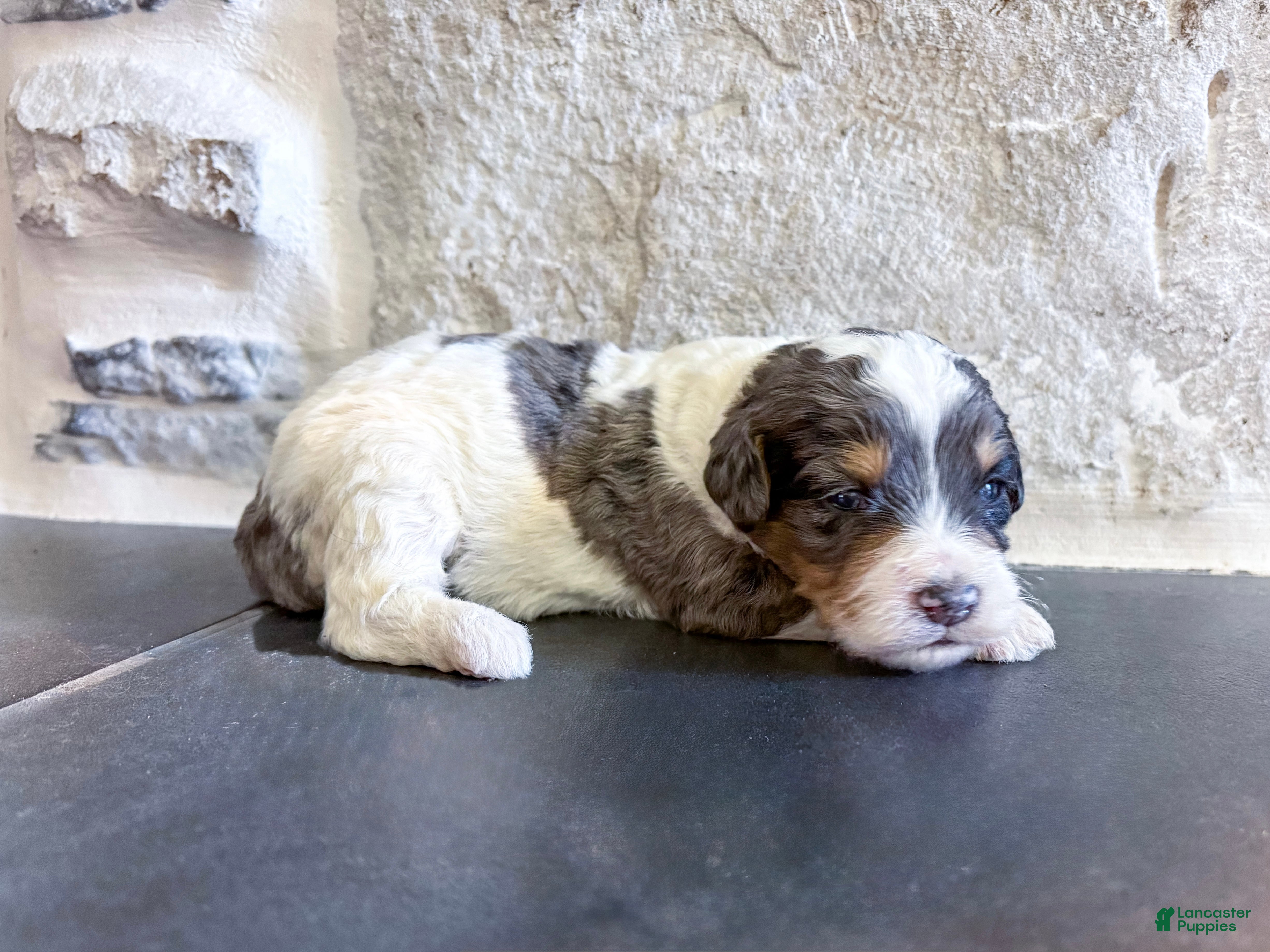 Mini Bernedoodle dogs Kodi - Ad 37