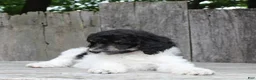 Standard Poodle dogs for sale: Sage AKC standard poodle - Ad 14