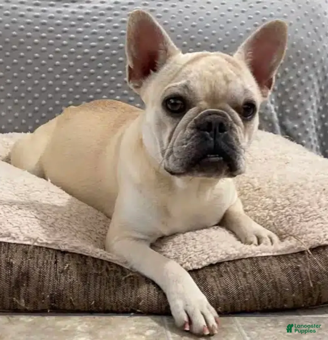 French Bulldog dogs for sale: Liam French Bulldog Puppy  - Ad 4