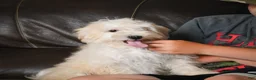 Maltipoo dogs for sale: Theodore - Ad 6