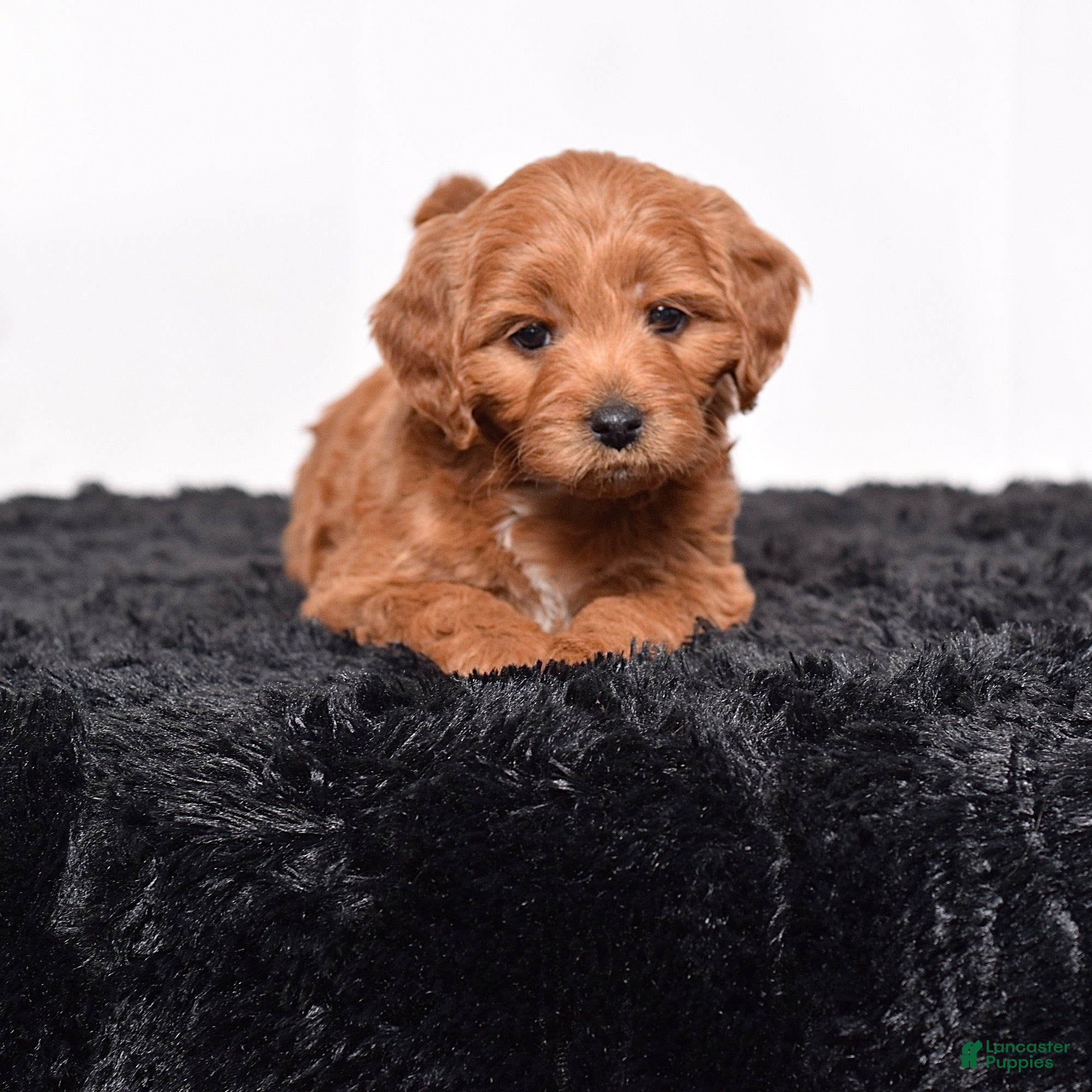 Mini Goldendoodle dogs for sale:  Macy - Ad 1