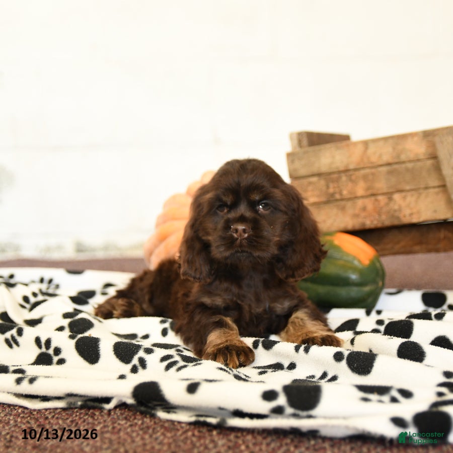 Cocker Spaniel dogs for sale: Willow - Ad 4
