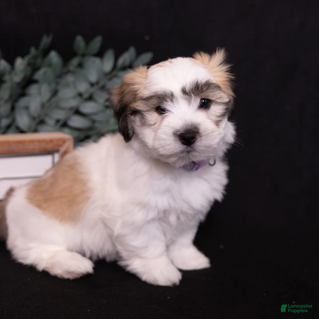 Coton De Tulear dogs for sale: Jasmine - Ad 2