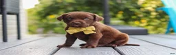 Labrador Retriever dogs for sale: Indigo - Ad 4